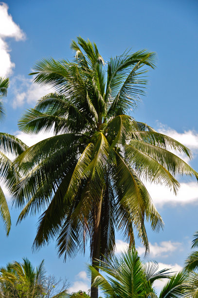 棕榈树,热带树,人间天堂