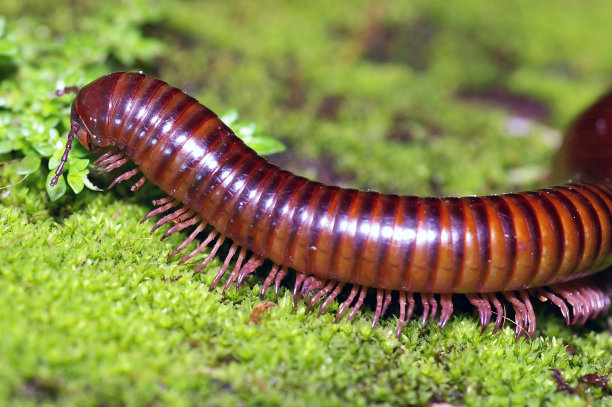 millipede