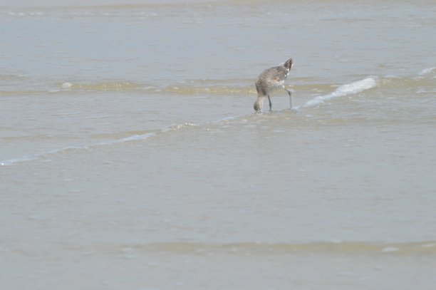 limosa