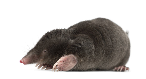 mole