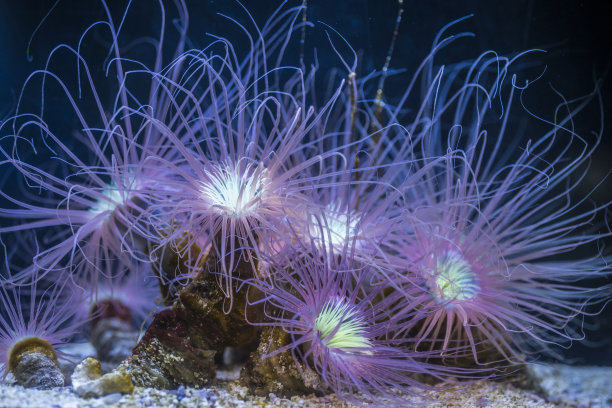anemone