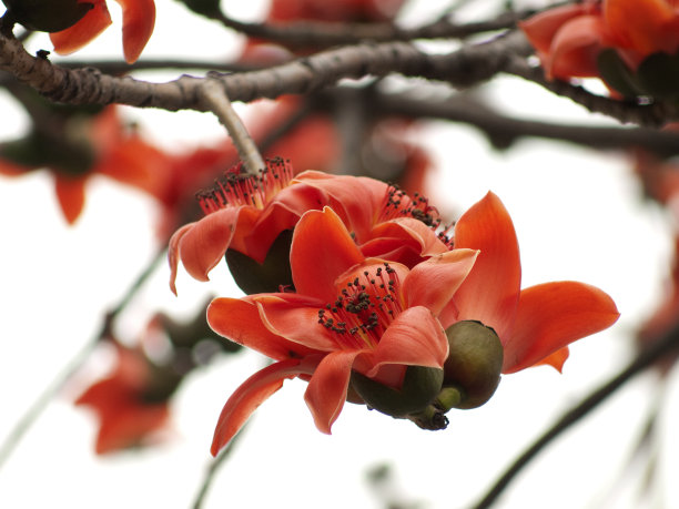 木棉花