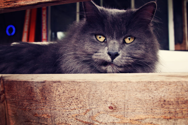 presley