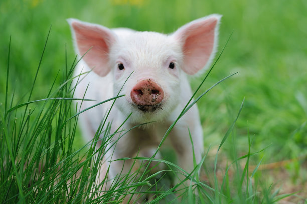 pig