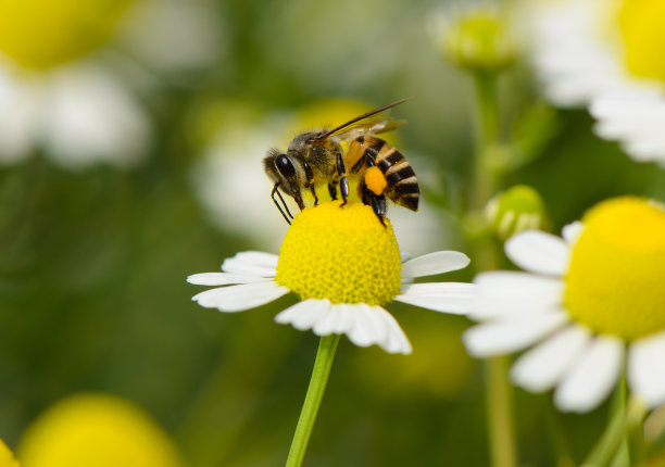 pollination