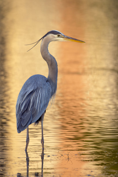 egret