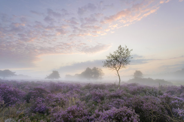 heath