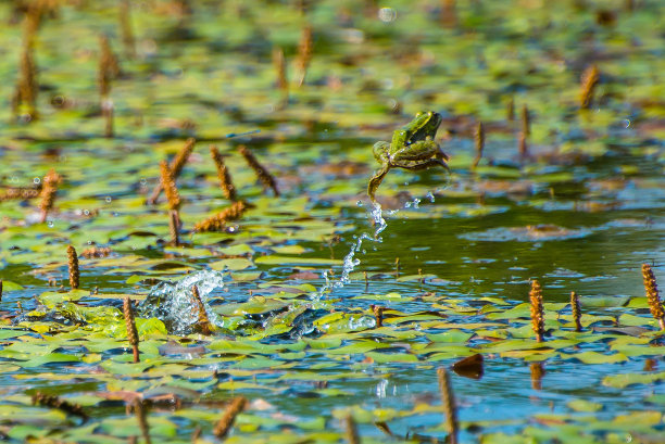 frog
