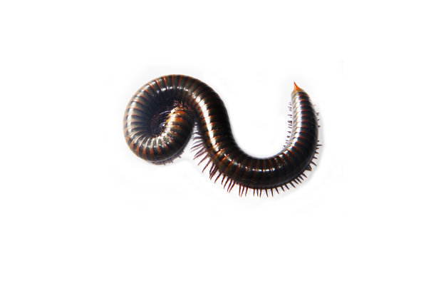 millipede