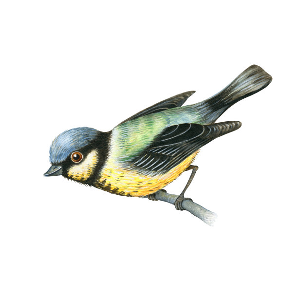avian