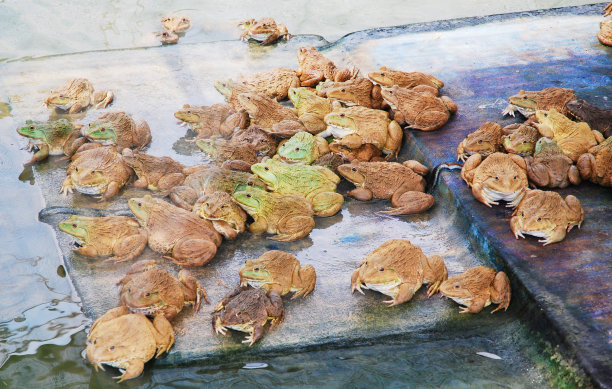 树蛙,两栖纲,青蛙