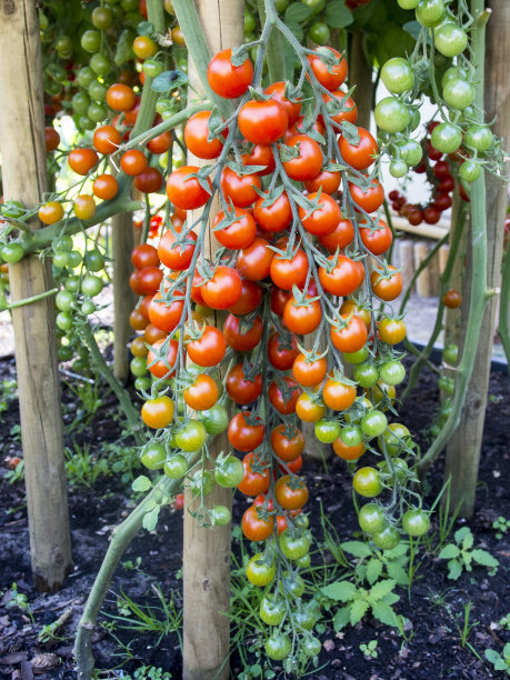 种植小番茄