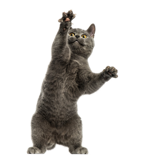 outstretched
