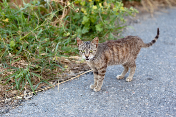 瘦弱的小猫