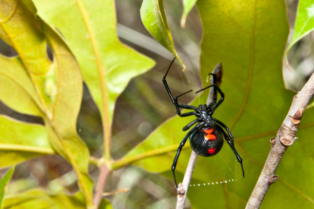 spider