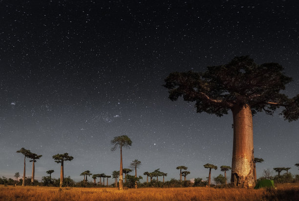 baobab