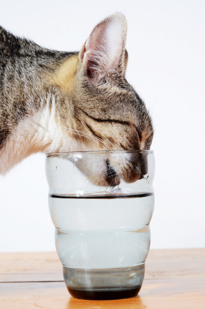 喝水的猫咪
