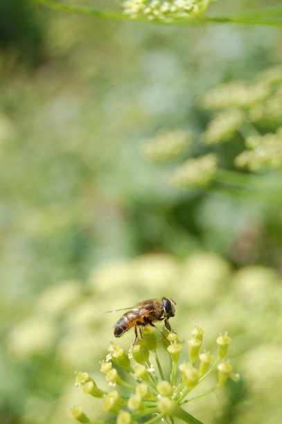 pollination