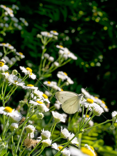 花丛中一只白蝴蝶
