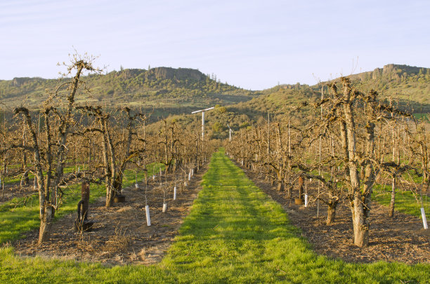 orchard