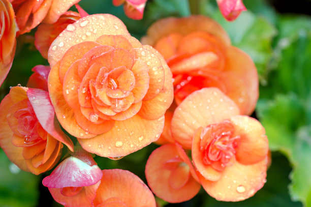 begonia