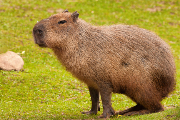 capybara