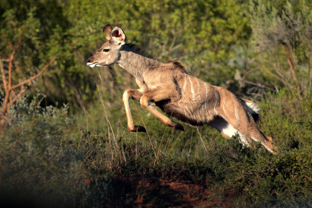 antelope