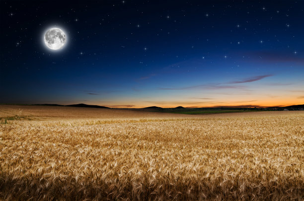 triticum
