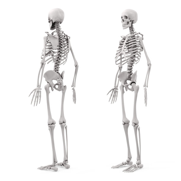skeleton