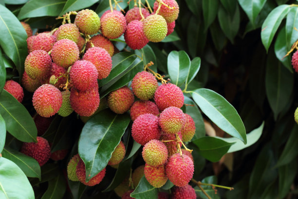litchi