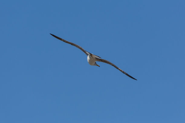 黄足海鸥