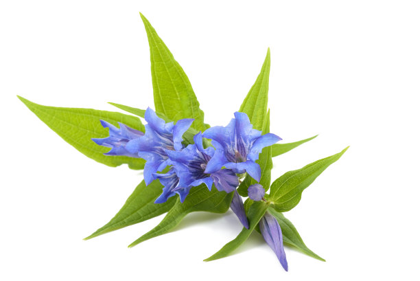 gentian