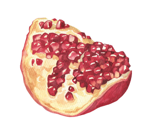 石榴插画