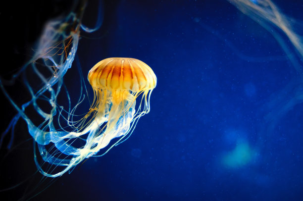 jellyfish