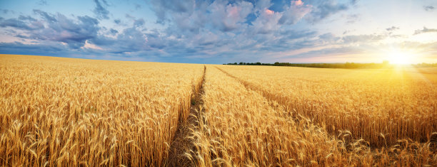 triticum