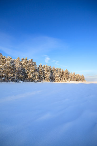 冬季芬兰北部白色的雪原与森林