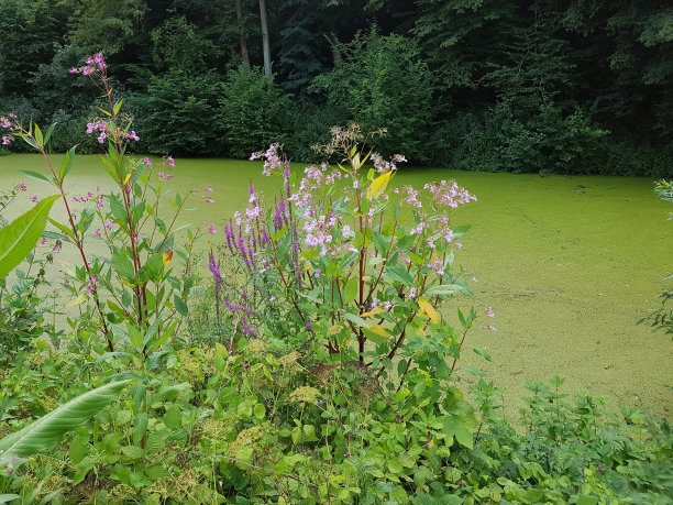 观赏宝石草