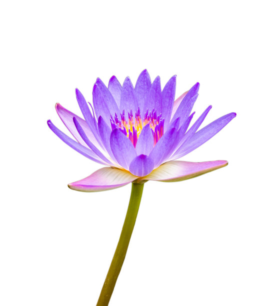 睡莲,百合花,花坛