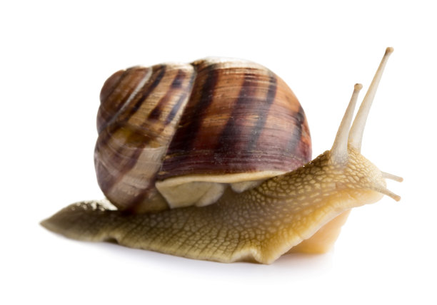 snail