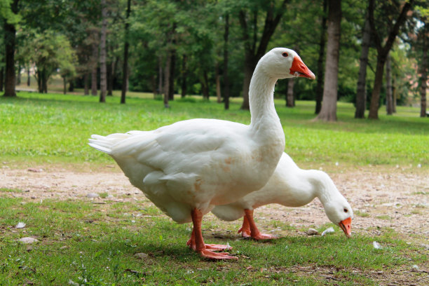 goose