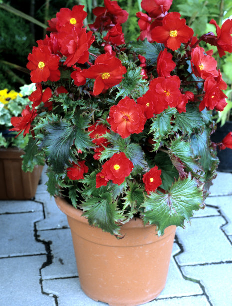 begonia