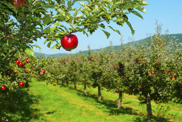 orchard