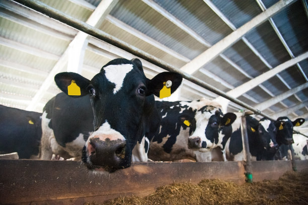 dairy