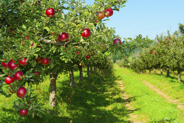 orchard