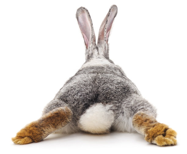 rabbit