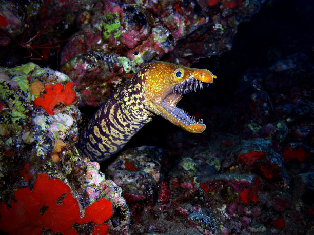moray