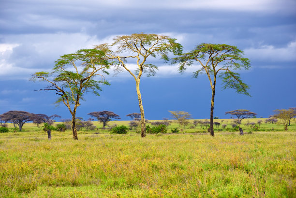 savanna