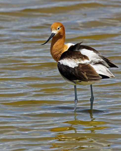 avocet