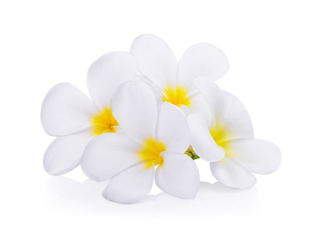 frangipani