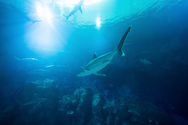 shark